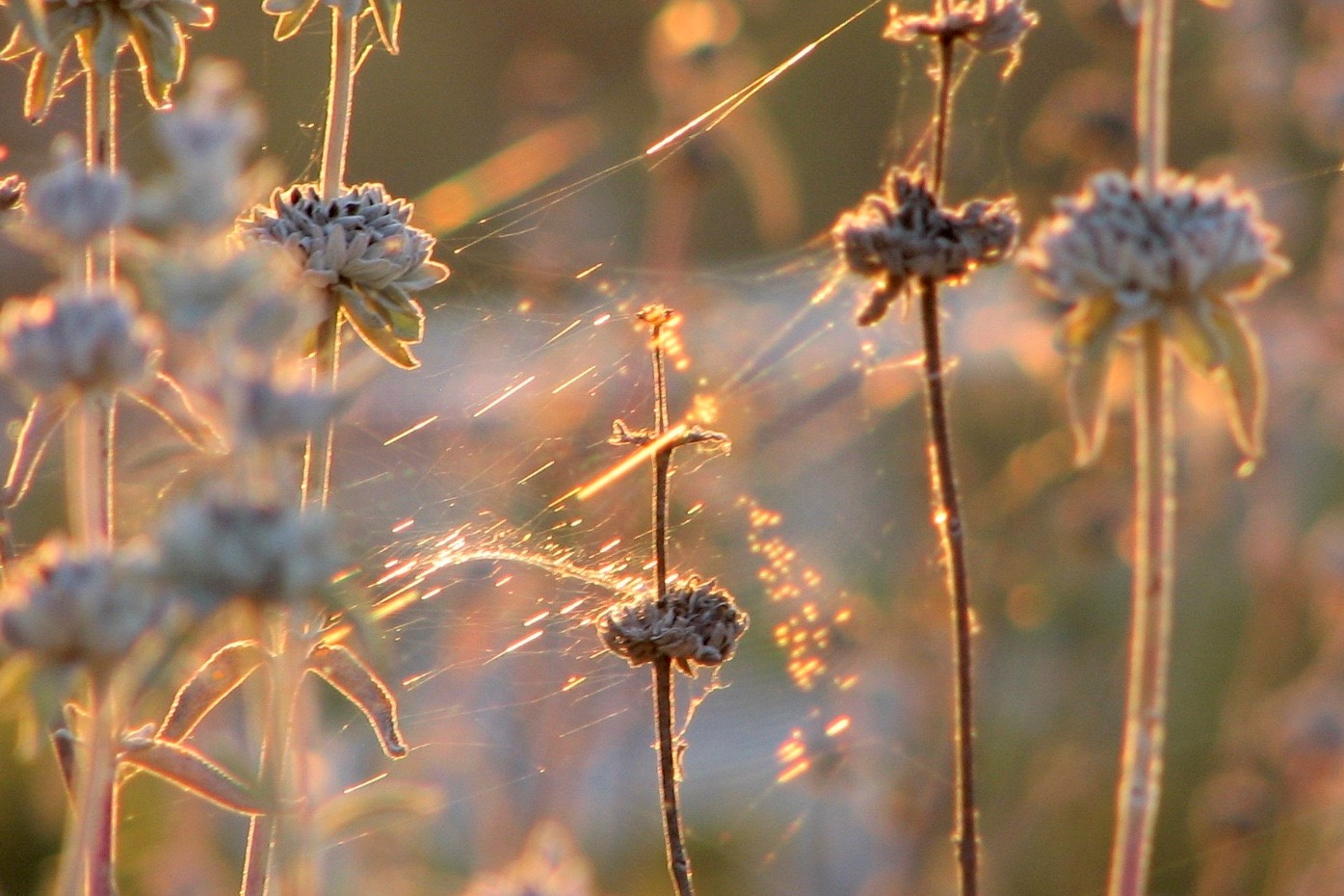 picture of flowers surrounded by gold spider webs under sunlight